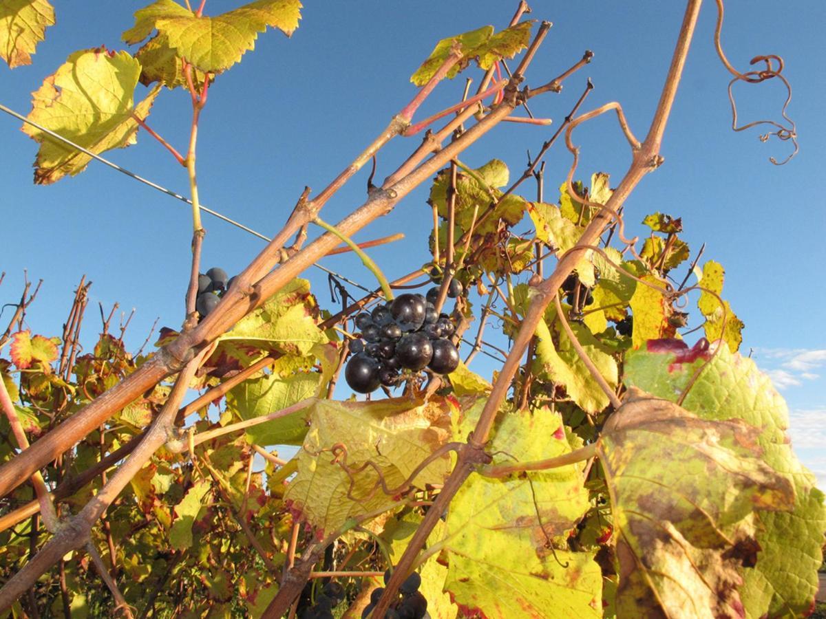 Le Richebourg - Charmant T2 Cosy, Tout Confort Gevrey-Chambertin Exteriér fotografie